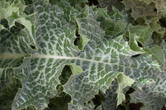 Green and silver leaves of blessed milkthistle (Silybum marianum)