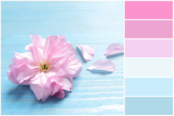 Fototapeta na wymiar Color palette and beautiful sakura tree blossom and petals on turquoise wooden table. Collage