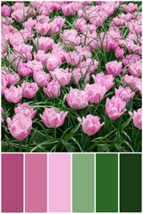 Color palette and many beautiful tulips growing outdoors. Collage