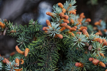 Young shoots are cone buds on Canadian blue spruce. Selective focus. Close-up.