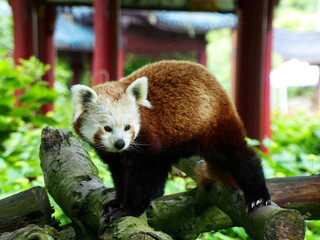 Pairi Daiza Zoo, Belgium - September 2018 : View of the Red Panda (The Kingdom of Ganesha)	
