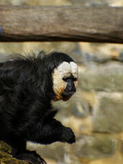 Pairi Daiza Zoo, Belgium - August 2019 : View of the White-faced Saki (