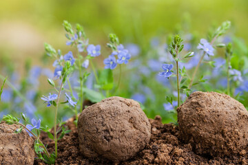 Guerrilla gardening. Seed bombs flower. Veronica Chamaedrys wild flower Plants sprouting from seed...
