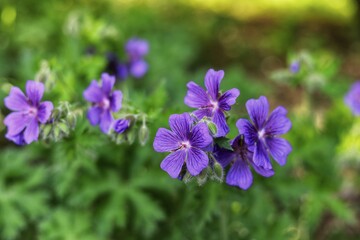 Geranium platypetalum. Violet  flowers with darker veins and green leaves.