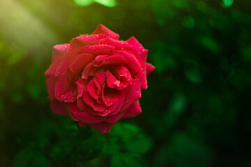 A red rose with raindrops in the sunshine.
