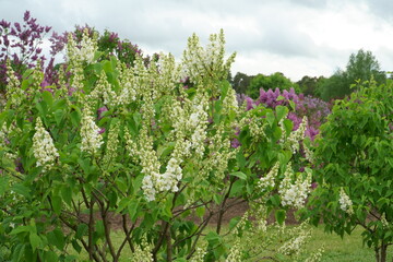 Fototapeta na wymiar The flowering white lilac tree grows among other blooming bush species in the largest garden of lilacs in the world in Dobele horticulture garden, Latvia country. Beautiful close-up scene.