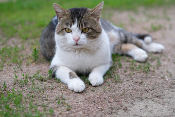 Spotted cat lies on green grass and rubble.