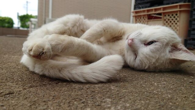 私は、ハピちゃん。寝るから、今は撮らないで欲しいニャー！　静かに、眠らせて欲しいニャーん！！