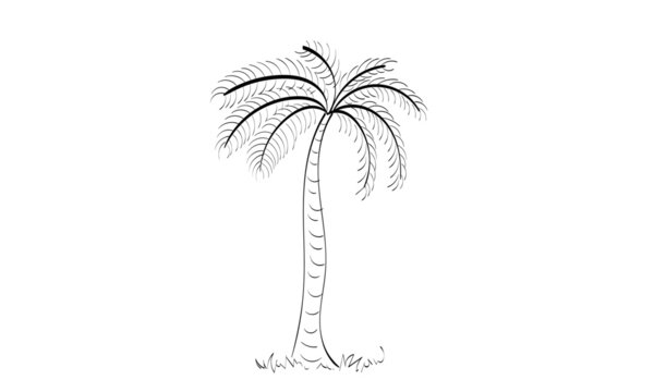 Black vector single palm tree design. Line Art Drawing for print or use as poster, card, flyer or T Shirt