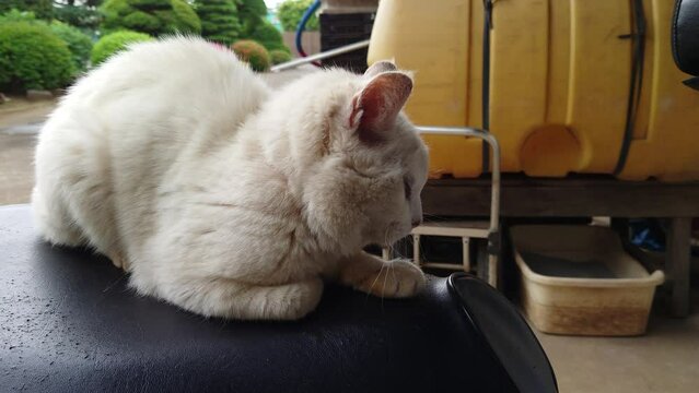 私は、ハピちゃん。寝るから、今は撮らないで欲しいニャー！　静かに、眠らせて欲しいニャーん！！