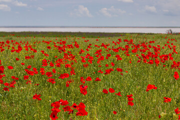 poppy field, beautiful flowers against the blue sky