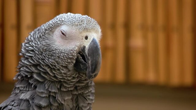 Close up portrait of beautiful gray African parrot in the zoo. Domesticated tropical bird.