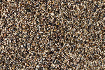 sea stone texture with many seashells. beautiful textured background.