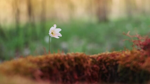 spring forest flowers