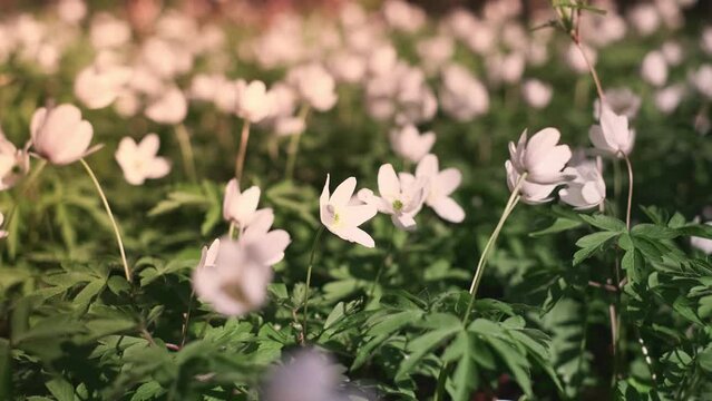 spring forest flowers