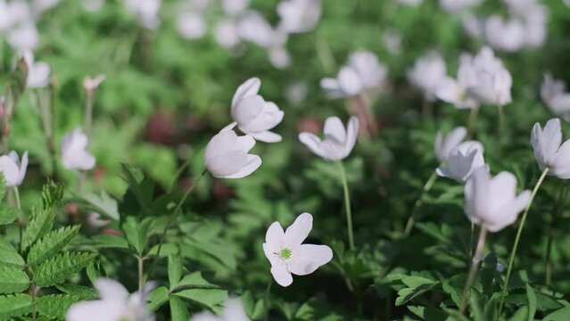 spring forest flowers