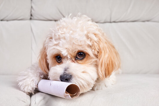 Portrait of a beige Maltipoo puppy with a cardboard tube on the sofa