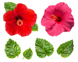 Hibiscus flower head red pink isolated white background