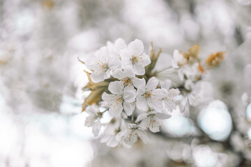 Springtime flowering branches and a bee with copy space banner