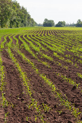 Fototapeta na wymiar Seedling of corn in an agricultural garden, agriculture for vegetarians