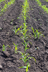 Seedling of corn in an agricultural garden, agriculture for vegetarians