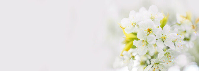 Springtime flowering branches and a bee with copy space banner