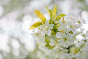 Springtime flowering branches and a bee with copy space banner
