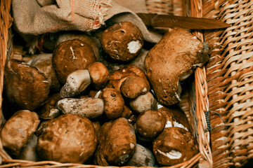 Wooden basket full of fresh boletus mushrooms