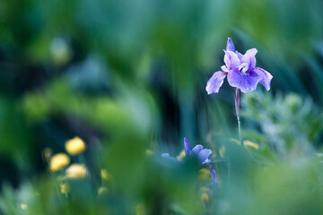 Schwertlilie  © Max