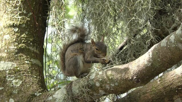 squirrel eats a turtle egg in Florida wetlands