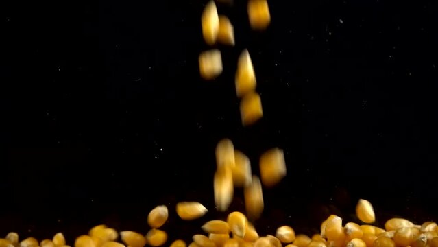Falling popcorn mais grains on a black background.