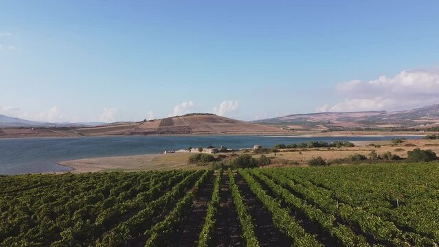 Aerial drone. Rows of Vineyards at Fortino di Mazzallakkar, Arab fort in Sambuca di Sicilia, Sicily, on Lago Arancio. This area is well known for the production of grapes and white and red wine.