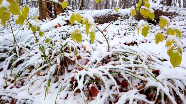 Grass and leaves covered with snow in the forest.