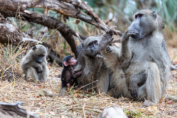 Baboon family relaxing in the sun
