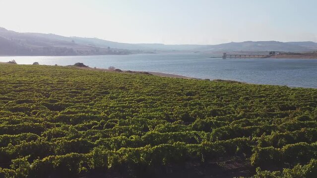 Aerial drone. Rows of Vineyards at Fortino di Mazzallakkar, Arab fort in Sambuca di Sicilia, Sicily, on Lago Arancio. This area is well known for the production of grapes and white and red wine.