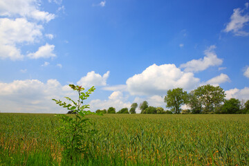 Summer landscape with flowers meadow and blue sky. Summer background.