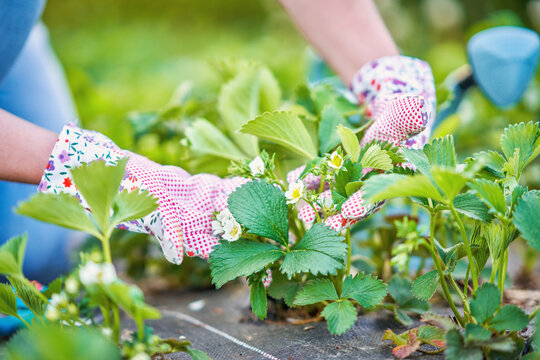 Young woman in the garden working on strawberry filed