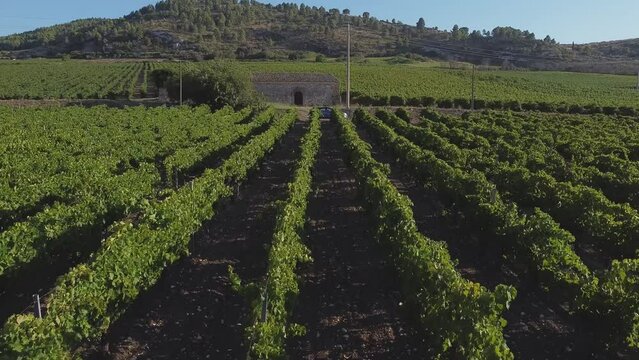 Aerial drone. Rows of Vineyards at Fortino di Mazzallakkar, Arab fort in Sambuca di Sicilia, Sicily, on Lago Arancio. This area is well known for the production of grapes and white and red wine.
