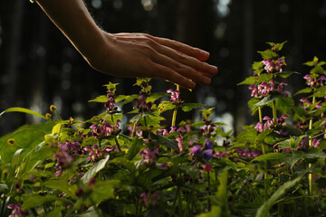 Young man hand and purple dead nettle in the forest. Photo was taken 19 May 2022 year, MSK time in Russia.