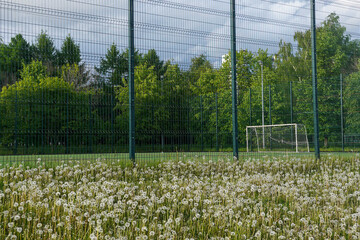 Futsal court in a public outdoor park with dandelion field in foreground and trees in background