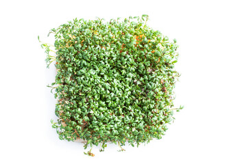 Germinated cress salad plants isolated on white