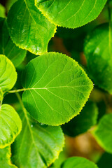 
hydrangea leaf macro on a natural background