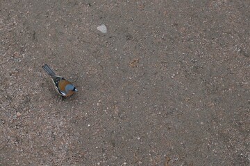 Small bird on the ground