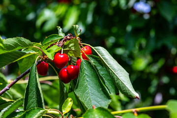 Ripe red cherries closeup on a branch in garden. Israel