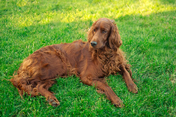 Irish red setter dog relaxing on a green grass background outdoors at spring or summer time. High quality photo