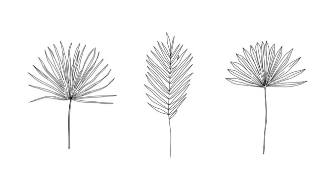 Dried Sun Fan Palms. Dry tropical leaves set. Sketch style. Hand drawn linear vector illustrations. Bohemian modern dry leaf line illustrations.