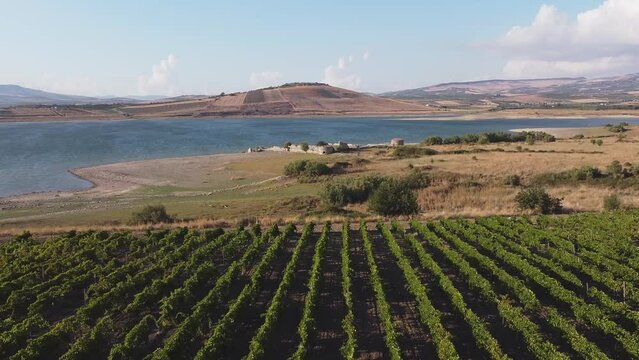 Aerial drone. Rows of Vineyards at Fortino di Mazzallakkar, Arab fort in Sambuca di Sicilia, Sicily, on Lago Arancio. This area is well known for the production of grapes and white and red wine.