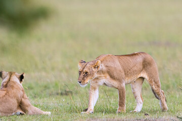 Fototapeta na wymiar Young Lion Cubs on the savanna