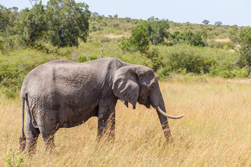 Naklejka na ściany i meble African Elephant grazing grass on the savanna in Africa