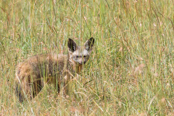 Bat-eared fox in high grass and looking at the camera